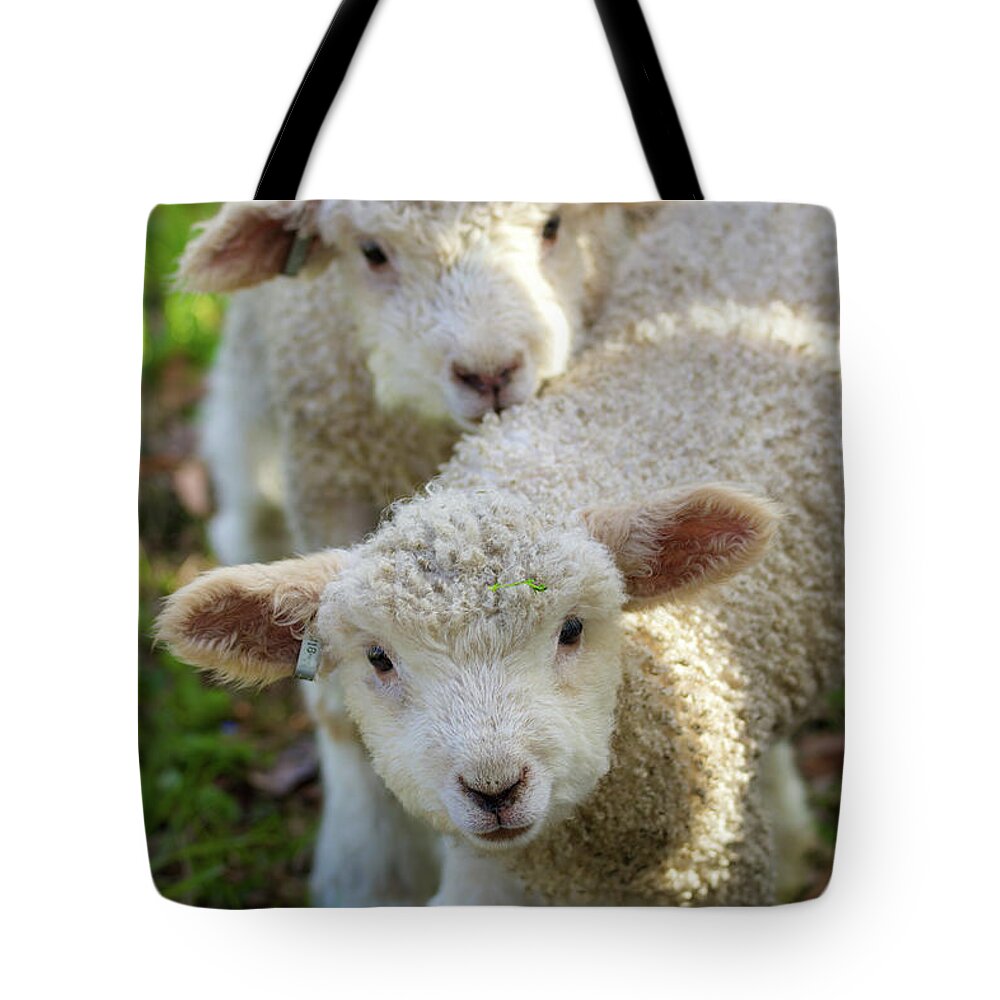 Lamb Tote Bag featuring the photograph Lambs by Rachel Morrison