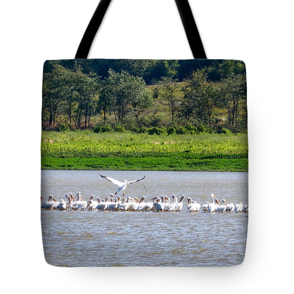 Pelicans Tote Bag featuring the photograph Landing Zone by Linda James