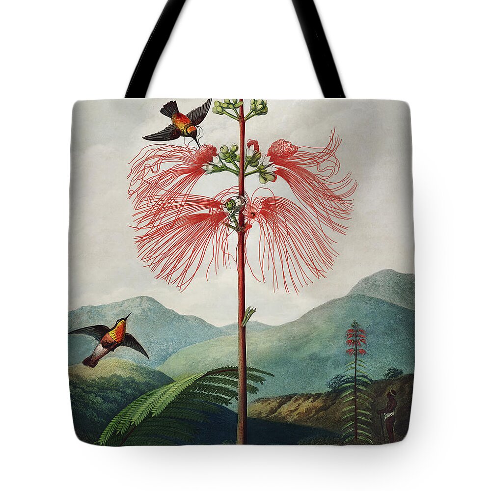 Vintage Tote Bag featuring the painting Large Flowering Sensitive Plant from The Temple of Flora by Robert John Thornton
