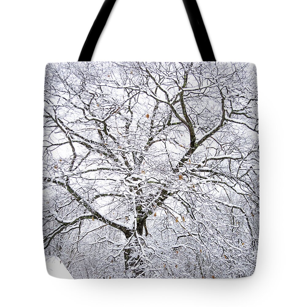 Large Oak Tree Tote Bag featuring the photograph Large Oak Tree by Alana Ranney