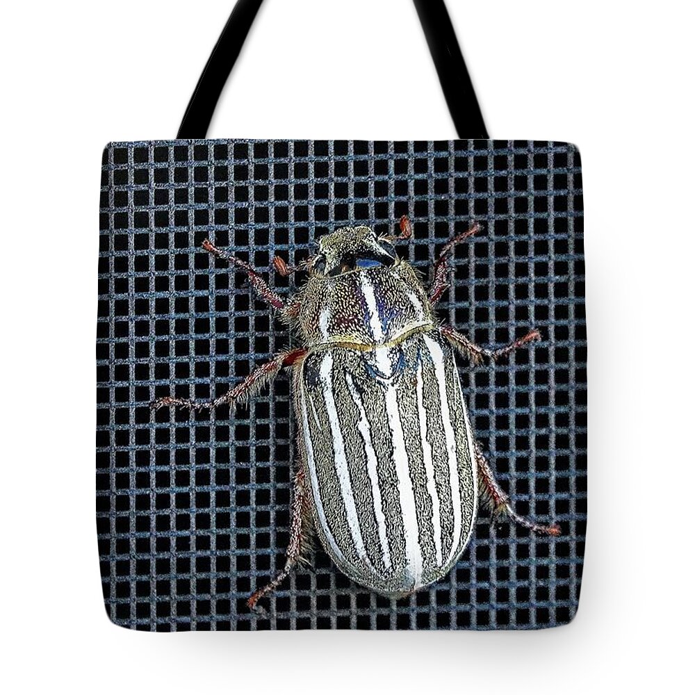 Insect Tote Bag featuring the photograph Large Watermealon Beetle by David Desautel