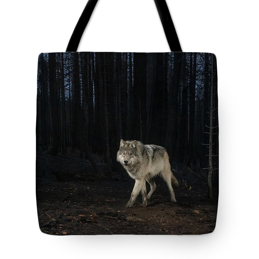 Grey Wolf Tote Bag featuring the photograph Lassen Pack Wolf by Randy Robbins