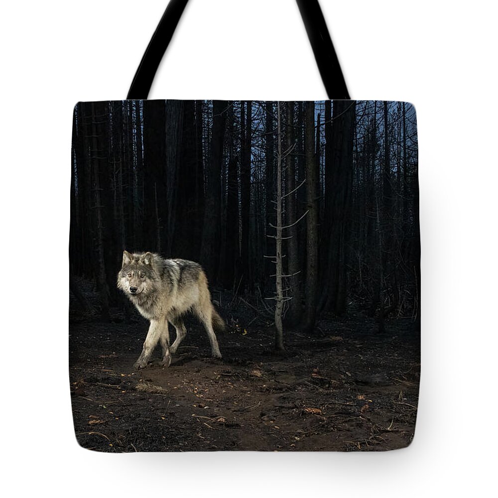 Wolves Tote Bag featuring the photograph Lassen Pack Wolves by Randy Robbins