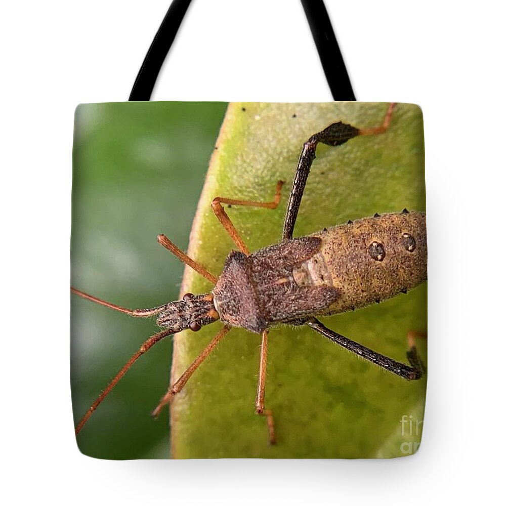 Insect Tote Bag featuring the photograph Leaf Footed Bug on Magnolia by Catherine Wilson
