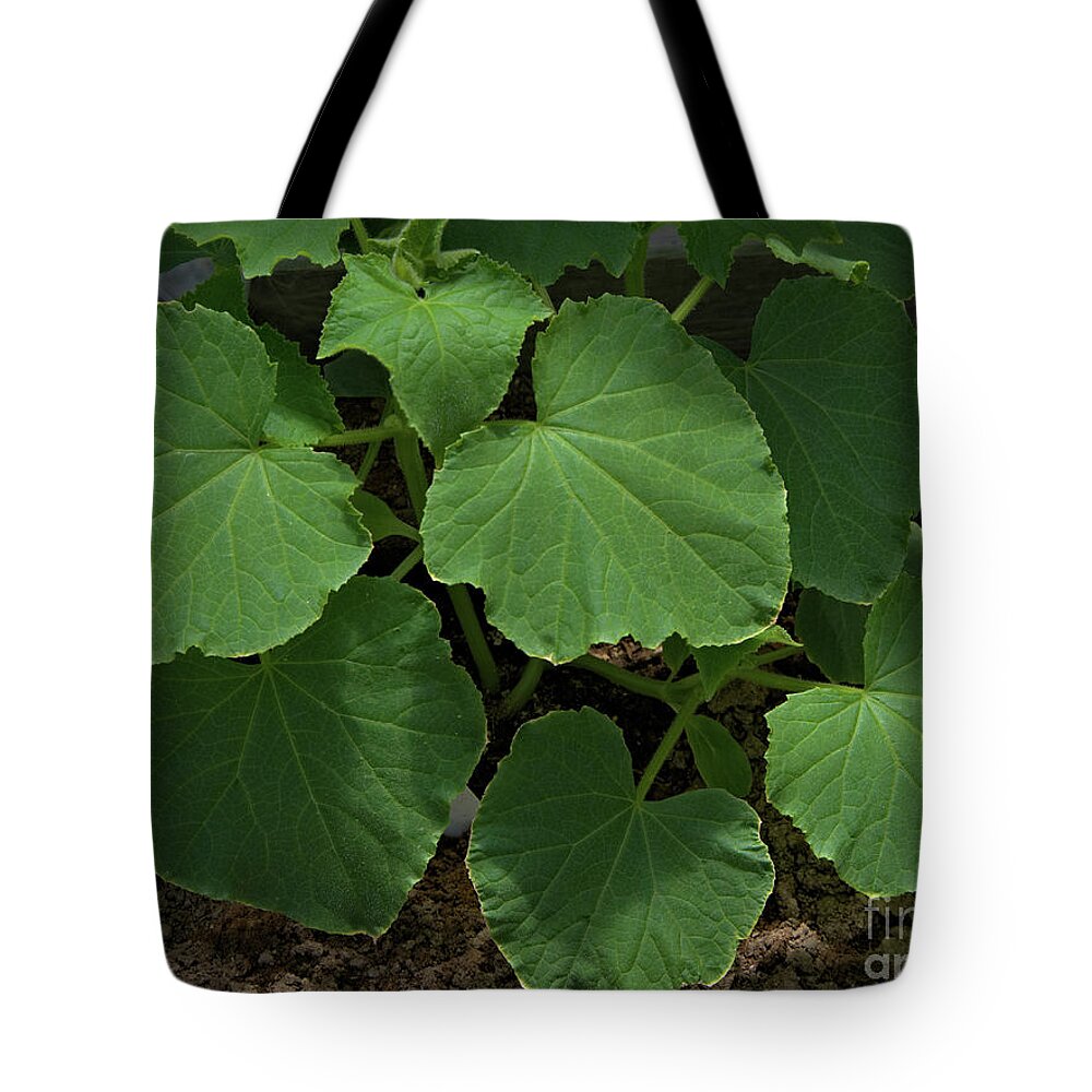 Leaf Tote Bag featuring the photograph Leaf Pattern and Texture by Kae Cheatham