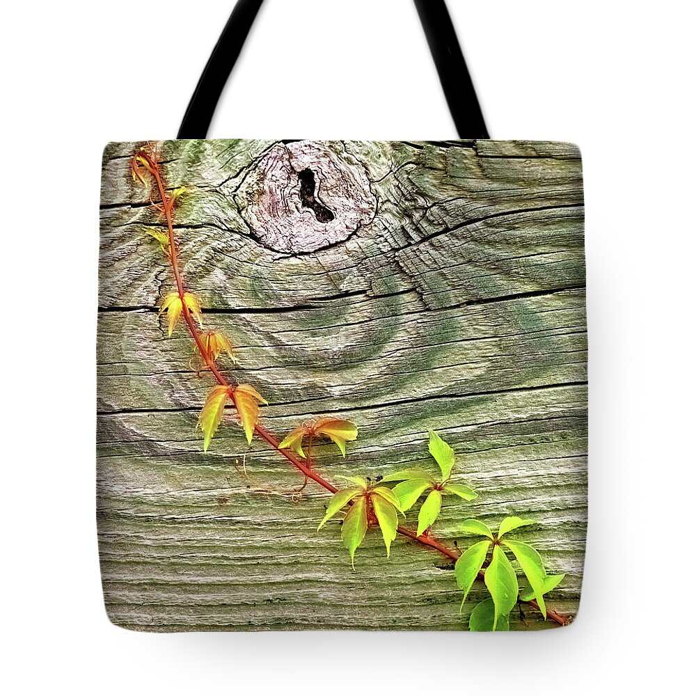 Leaves Tote Bag featuring the photograph Leaves on Wood by Bob Falcone