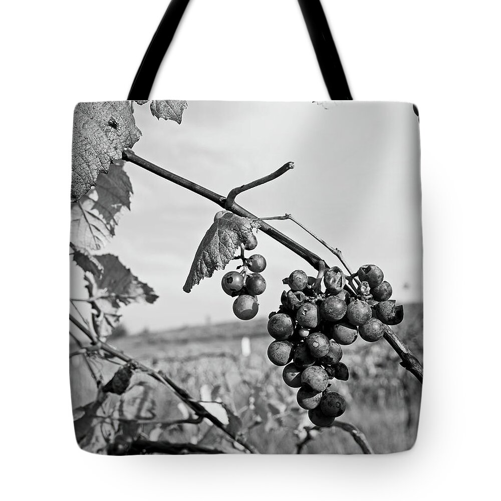 Fruit Tote Bag featuring the photograph Left Behind by Lens Art Photography By Larry Trager