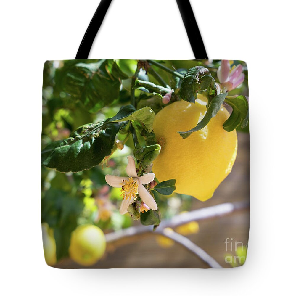 Lemon Tree Tote Bag featuring the photograph Lemon blossoms and lovely lemon in the Mediterranean garden by Adriana Mueller