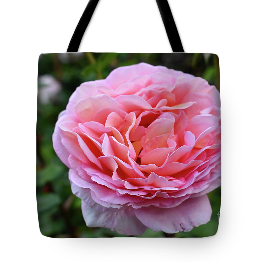 Nature Tote Bag featuring the photograph Let me take you to Fields of Roses 001 by Leonida Arte