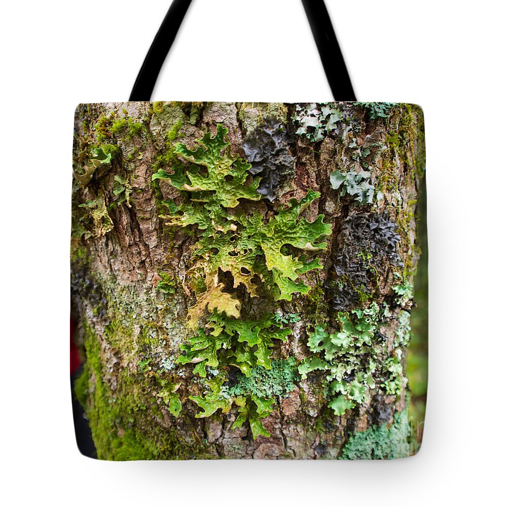 Fungus Tote Bag featuring the photograph Lichen Near Walker Knob Along the Blue Ridge Parkway by L Bosco