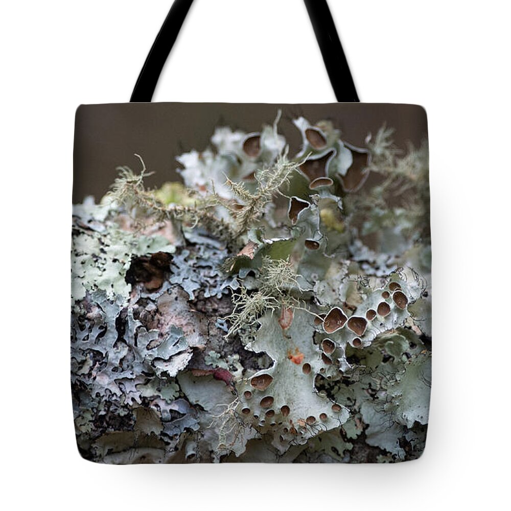 Lichen Tote Bag featuring the photograph Lichen Sampler by Linda Bonaccorsi