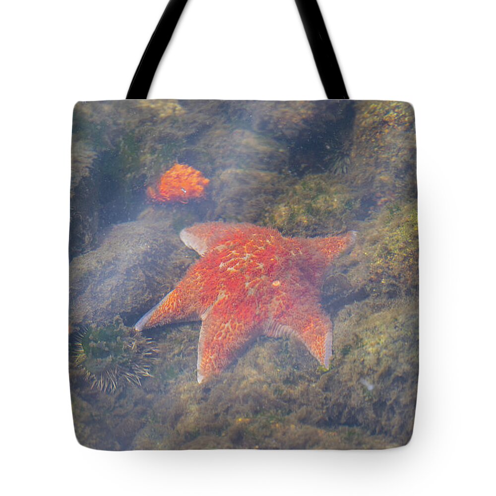 Ocean Tote Bag featuring the photograph Life Will Find A Way by Bill Cubitt