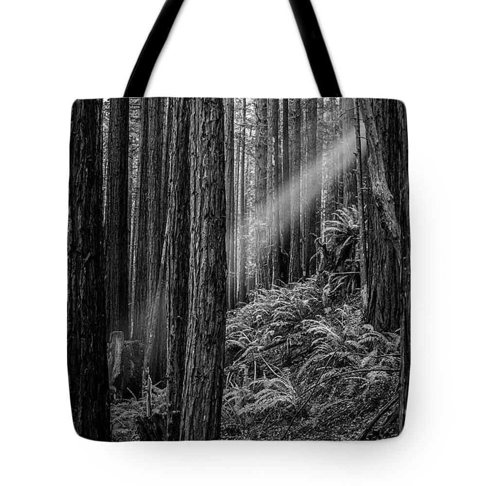 Beams Tote Bag featuring the photograph Light beam through forest by Mike Fusaro