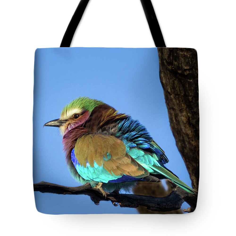 Lilac-breasted Roller Tote Bag featuring the photograph Lilac-Breasted Roller by Elvira Peretsman