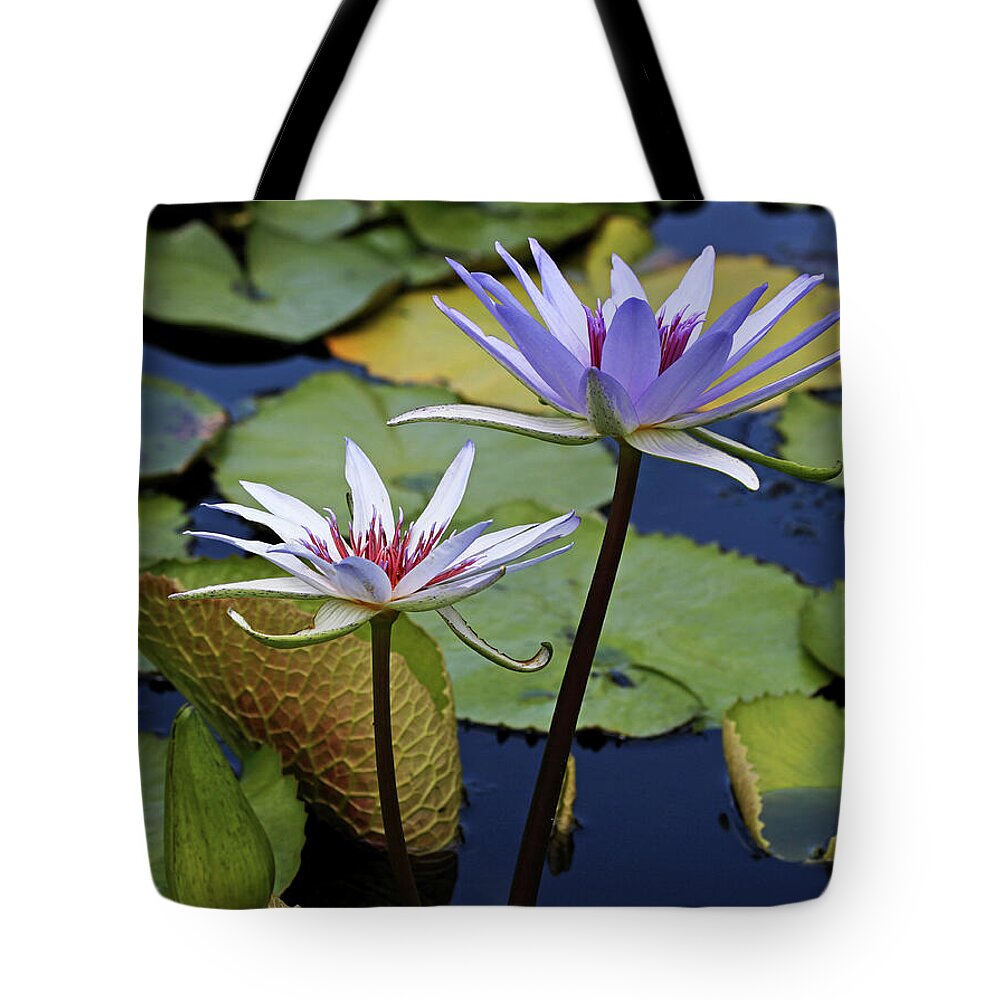 Water Lily Tote Bag featuring the photograph Lily Trio by Judy Vincent