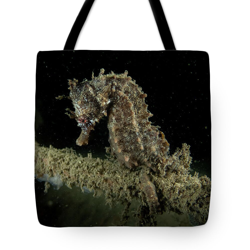 Fish Tote Bag featuring the photograph Lined Seahorse by Brian Weber