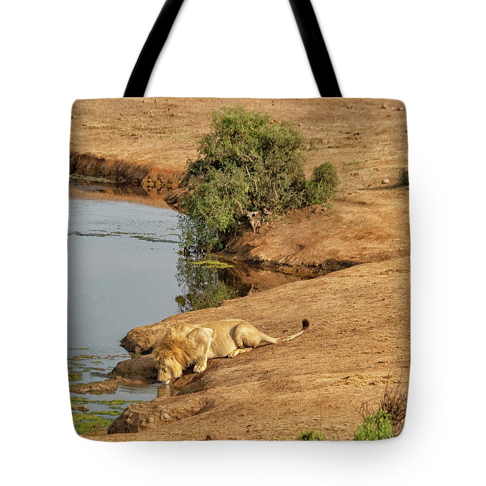 Addo National Park Tote Bag featuring the photograph Lion drinking at watering hole by Patricia Hofmeester