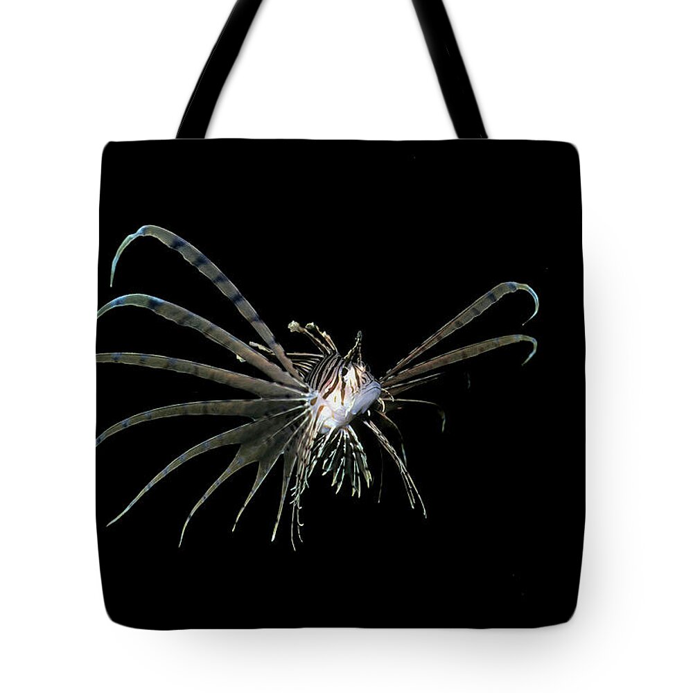 Animal Tote Bag featuring the photograph Lion fish, isolated on black by Steve Estvanik