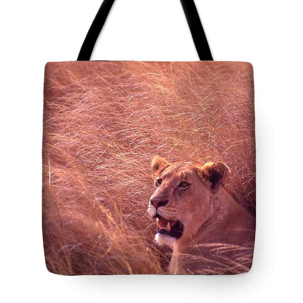 Africa Tote Bag featuring the photograph Lioness in Tall Grass by Russ Considine