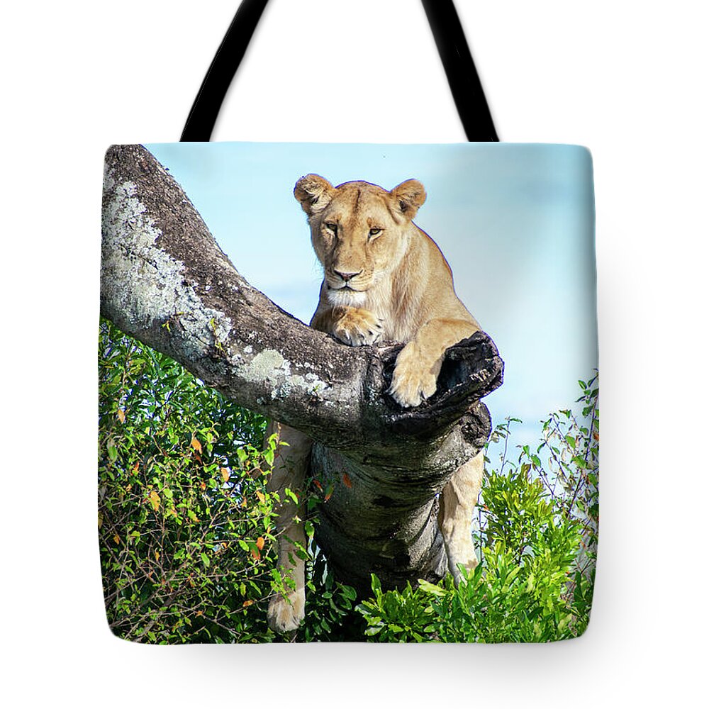Lioness Tote Bag featuring the photograph Lioness on the lookout by Gareth Parkes