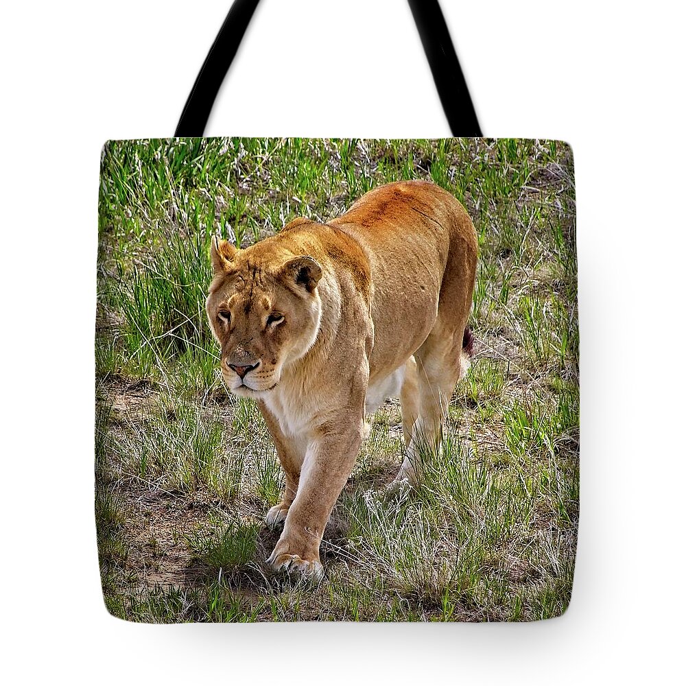 Nature Tote Bag featuring the photograph Lioness On The Prowl #3 by Loren Gilbert