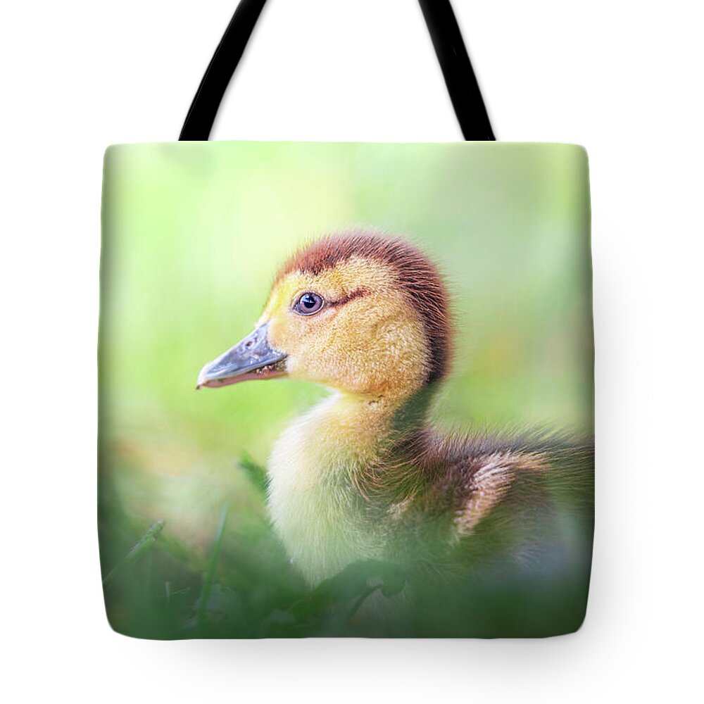 Brown Duckling Tote Bag featuring the photograph Little Baby Duckling In The Weeds by Jordan Hill