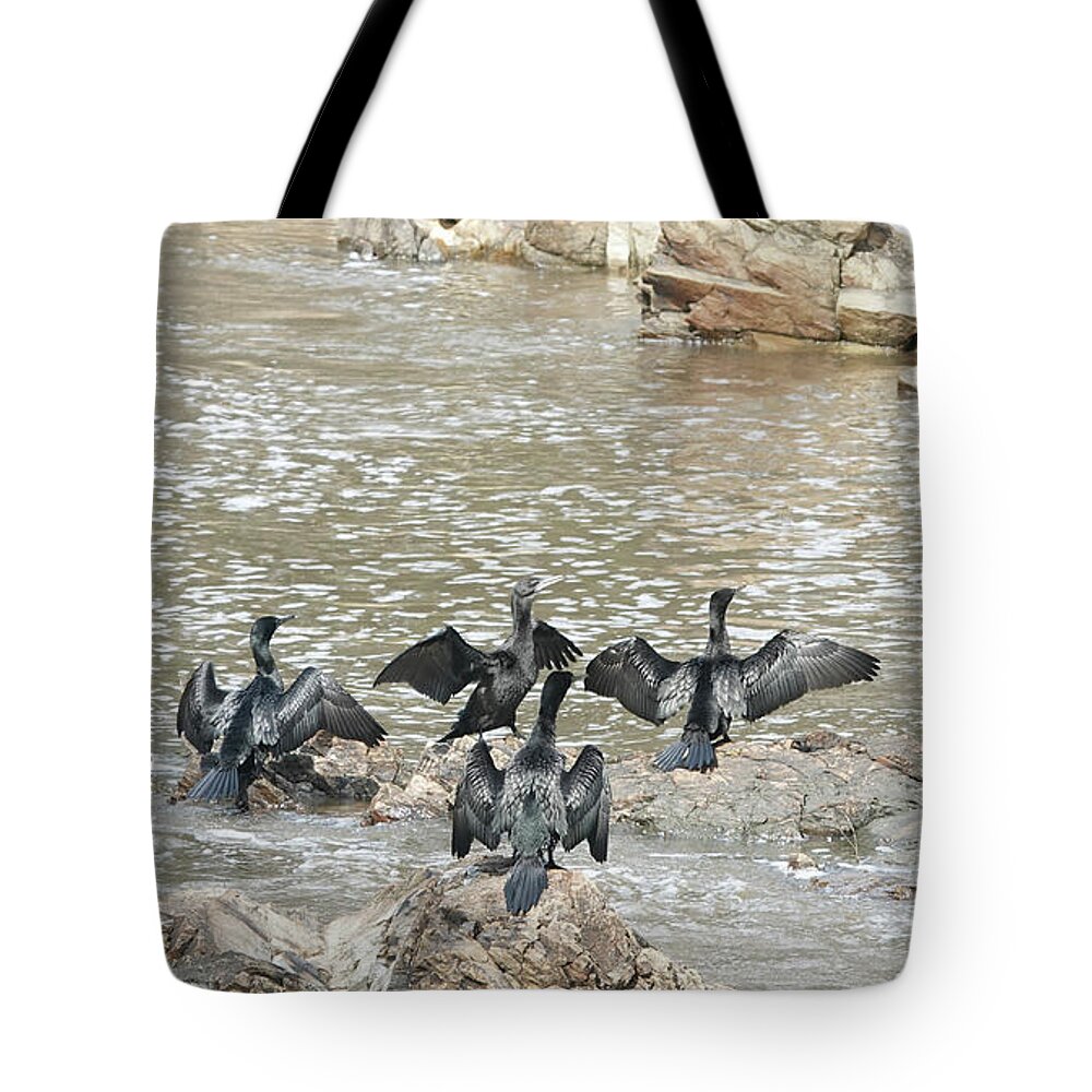Animals Tote Bag featuring the photograph Little Black Cormorants Drying Their Wings by Maryse Jansen