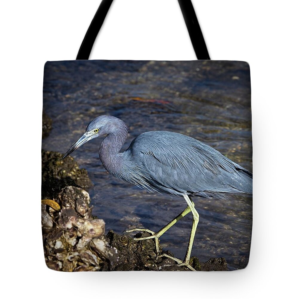 Little Blue Heron Tote Bag featuring the photograph Little Blue Heron by Ronald Lutz