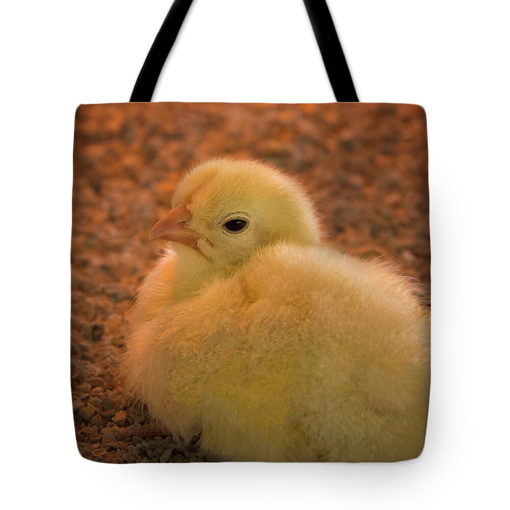 Chick Tote Bag featuring the photograph Little Chickie by Mitch Spence