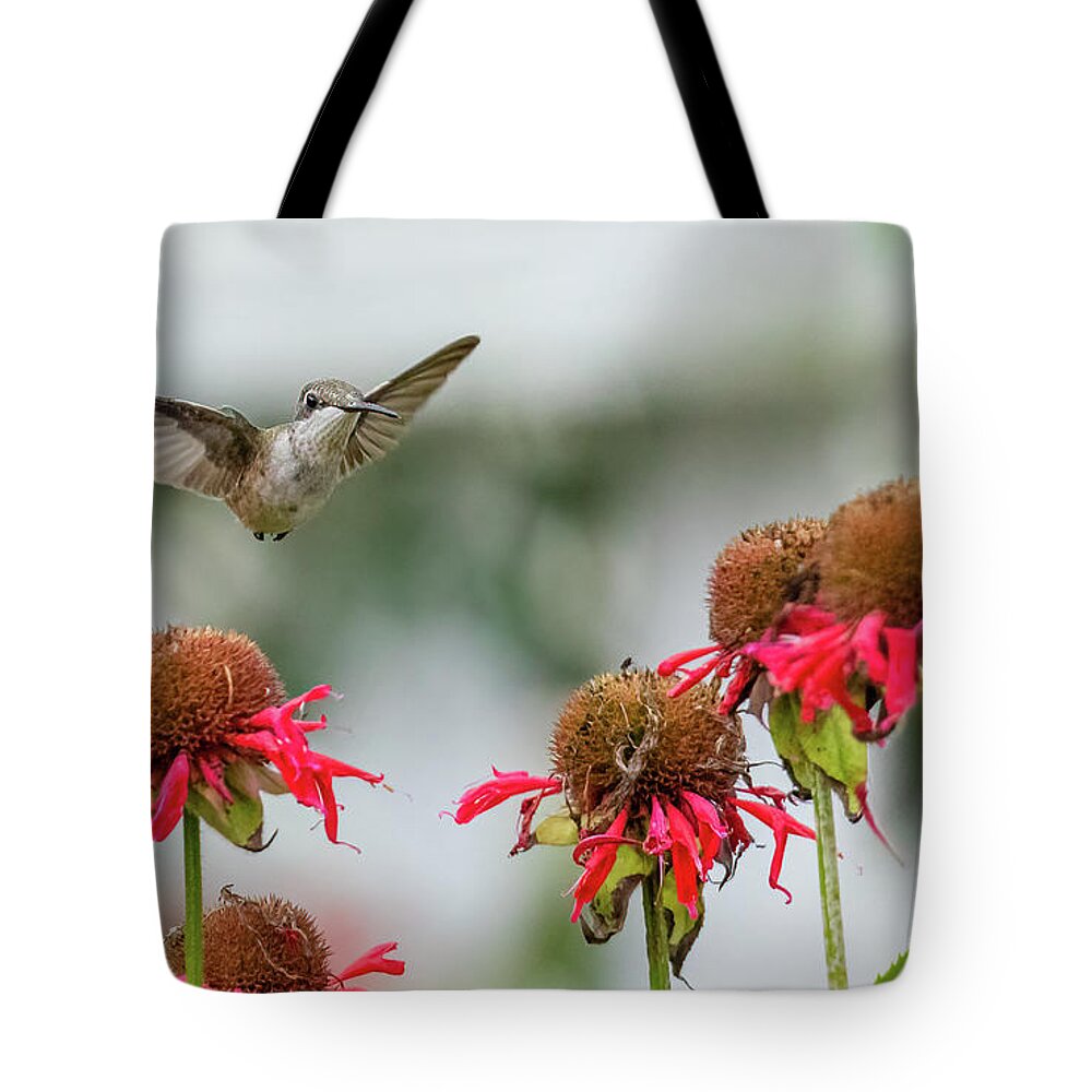 Monarda Didyma Tote Bag featuring the photograph Little Hummingbird and Bee Balm Flowers by Rachel Morrison
