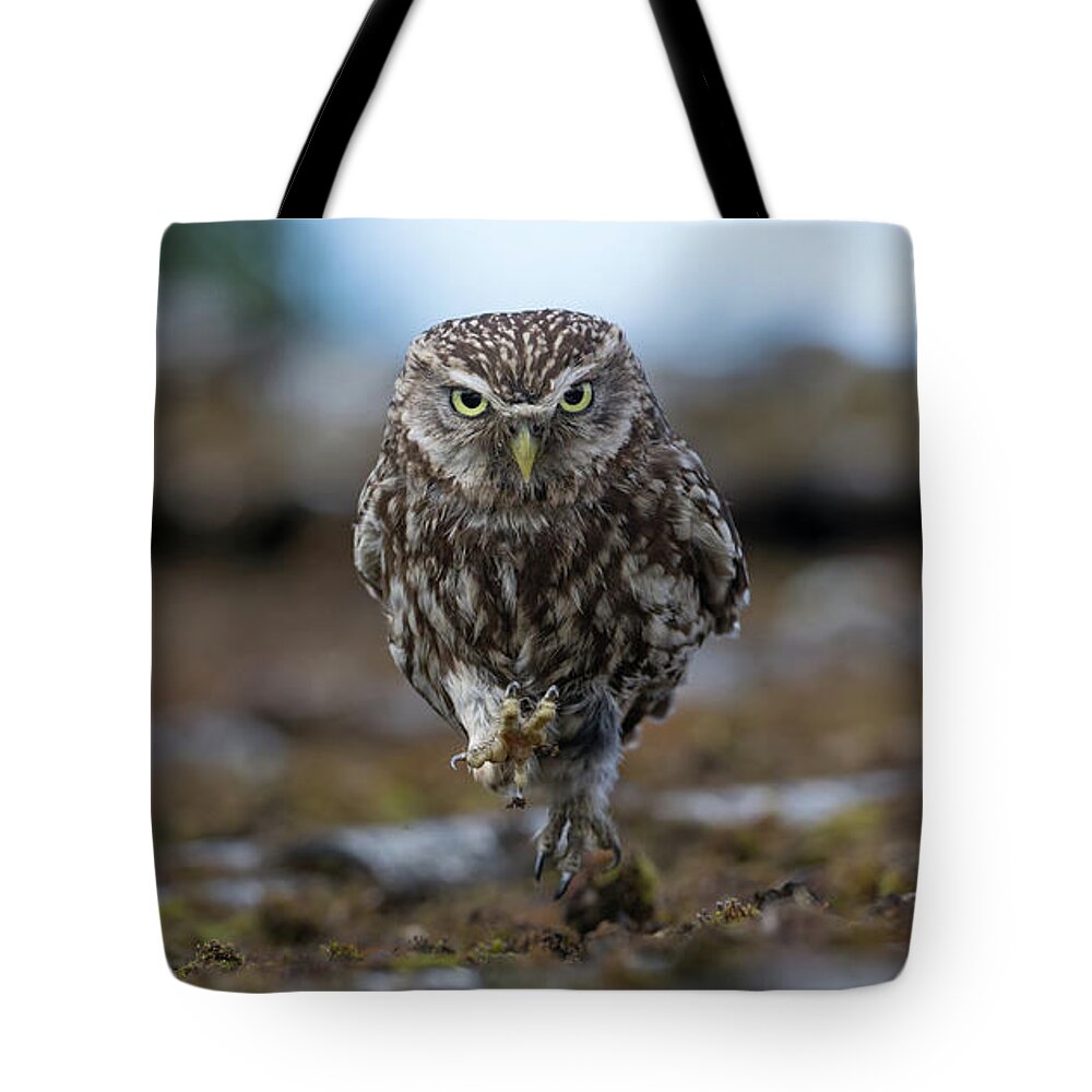 Little Tote Bag featuring the photograph Little Owl On The Run by Pete Walkden