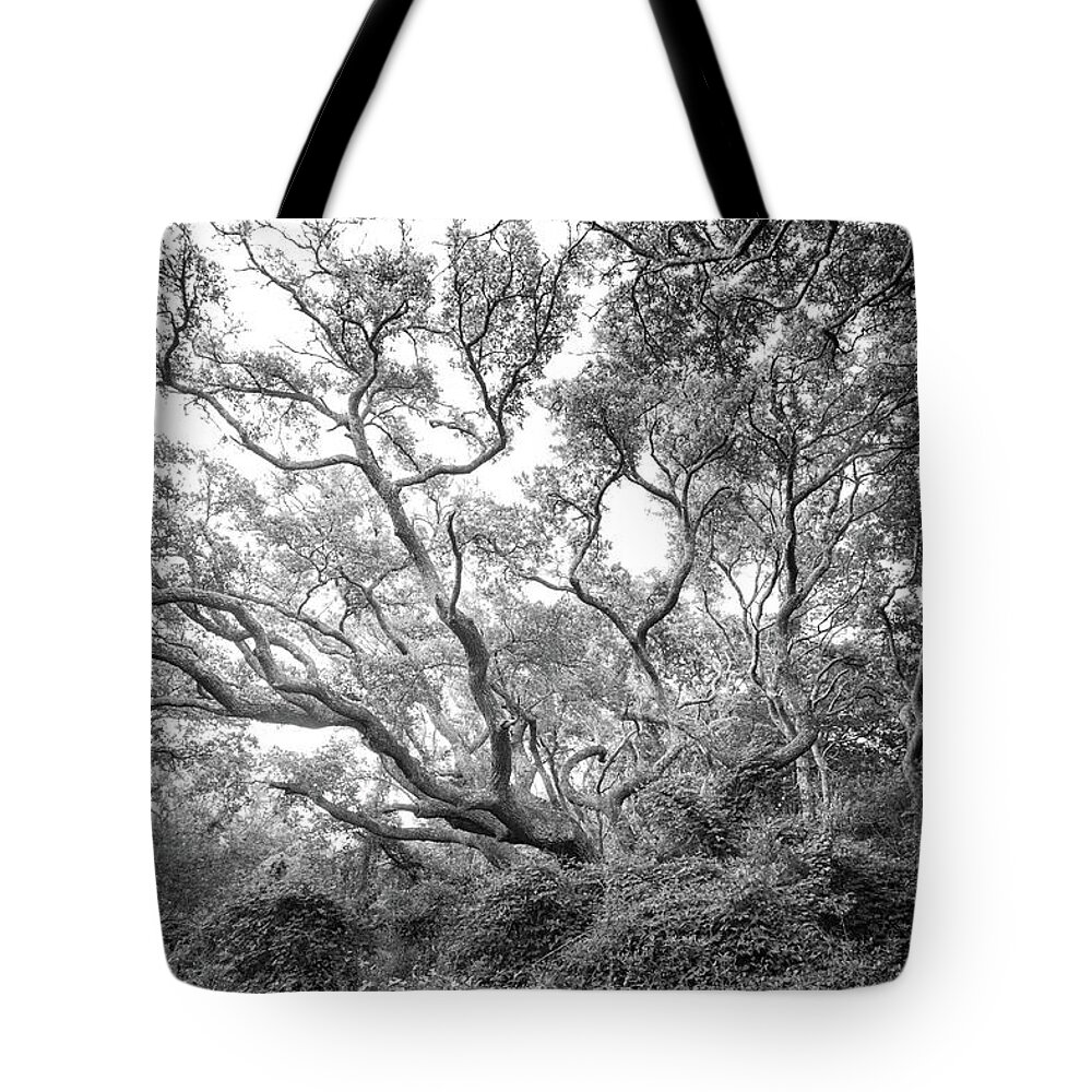 Live Oak Tote Bag featuring the photograph Live Oak Tree at Atlantic Beach North Carolina - Black and White by Bob Decker