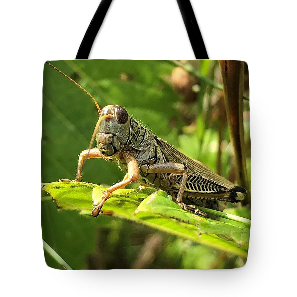 Grasshopper Tote Bag featuring the photograph Living on the Edge-Caelifera by Rachelle Stracke