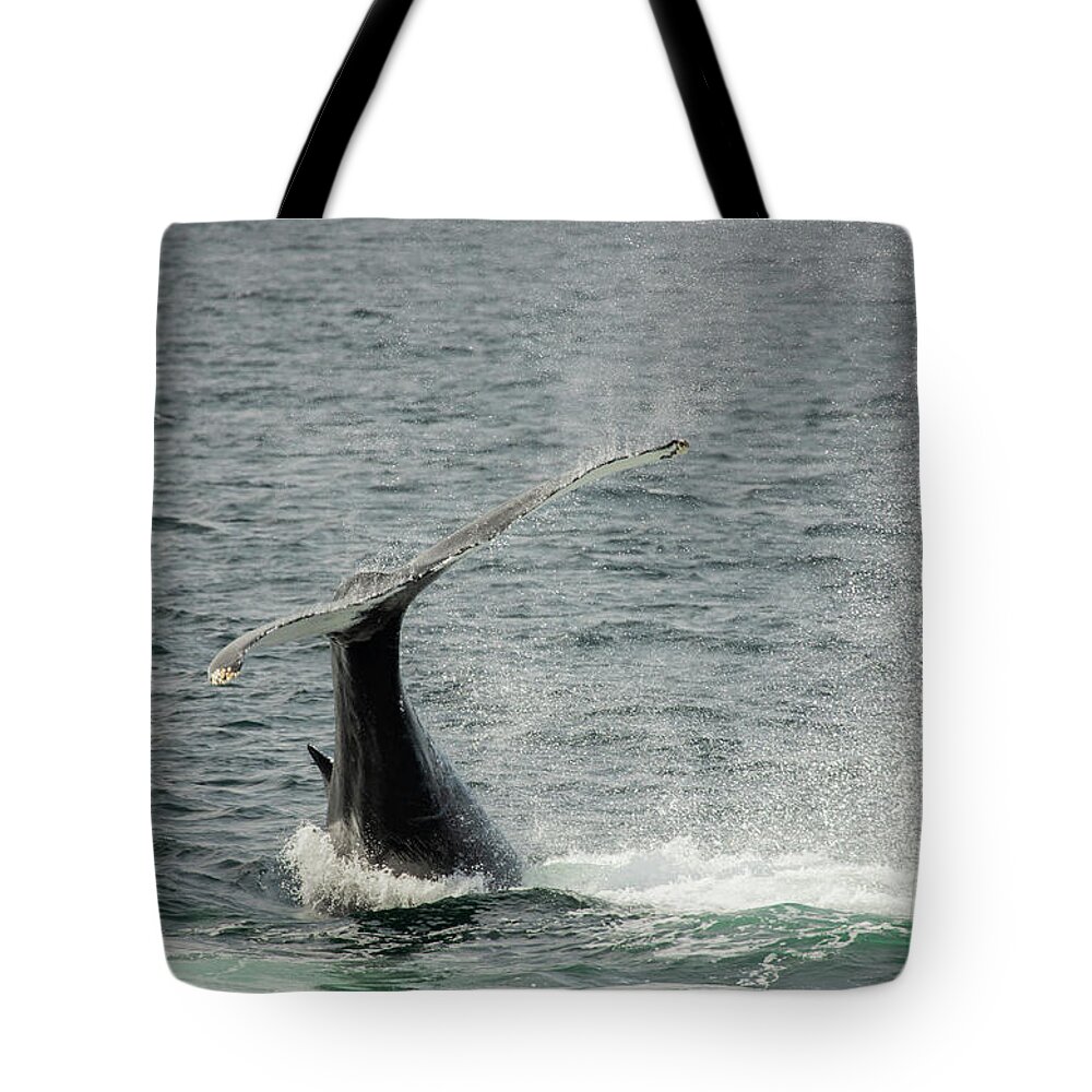 Humpback Tote Bag featuring the photograph Lobtailing by Jeannette Hunt