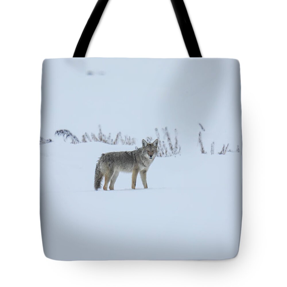 Coyote Tote Bag featuring the photograph Lone coyote in the snow by Jeff Swan