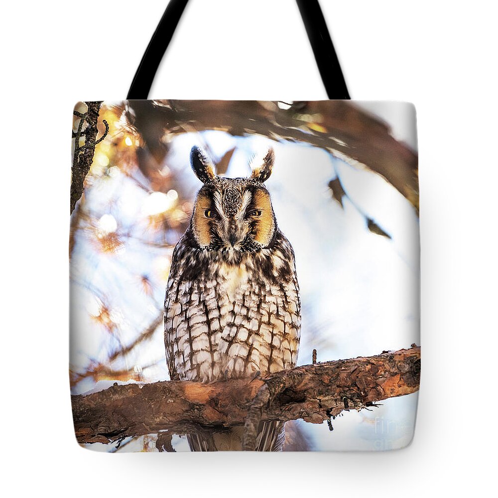 Long-eared Owl Tote Bag featuring the photograph Long-eared Owl by Sandra Rust