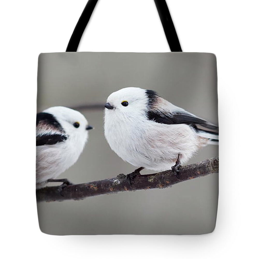 Finland Tote Bag featuring the photograph Long-tailed bushtit panoramic twins by Jouko Lehto