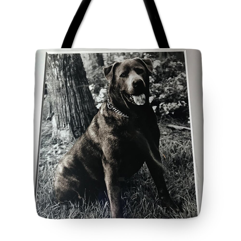 Dogs Tote Bag featuring the photograph Sit by Jean Wolfrum