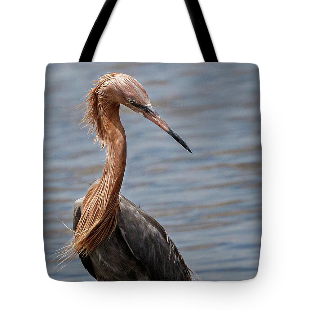 Reddish Egret Tote Bag featuring the photograph Look Back by Les Greenwood
