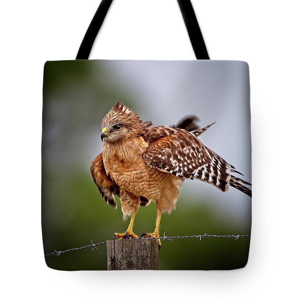 Red-shouldered Hawk Tote Bag featuring the photograph Red-shouldered Hawk Looking For Motion by Ronald Lutz