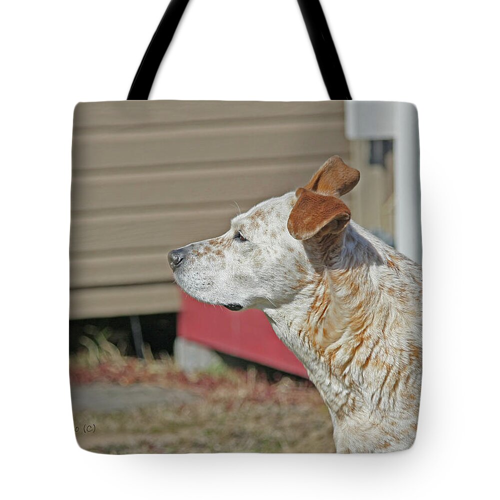 Dog Tote Bag featuring the photograph Looking Into The Distance by Denise Romano