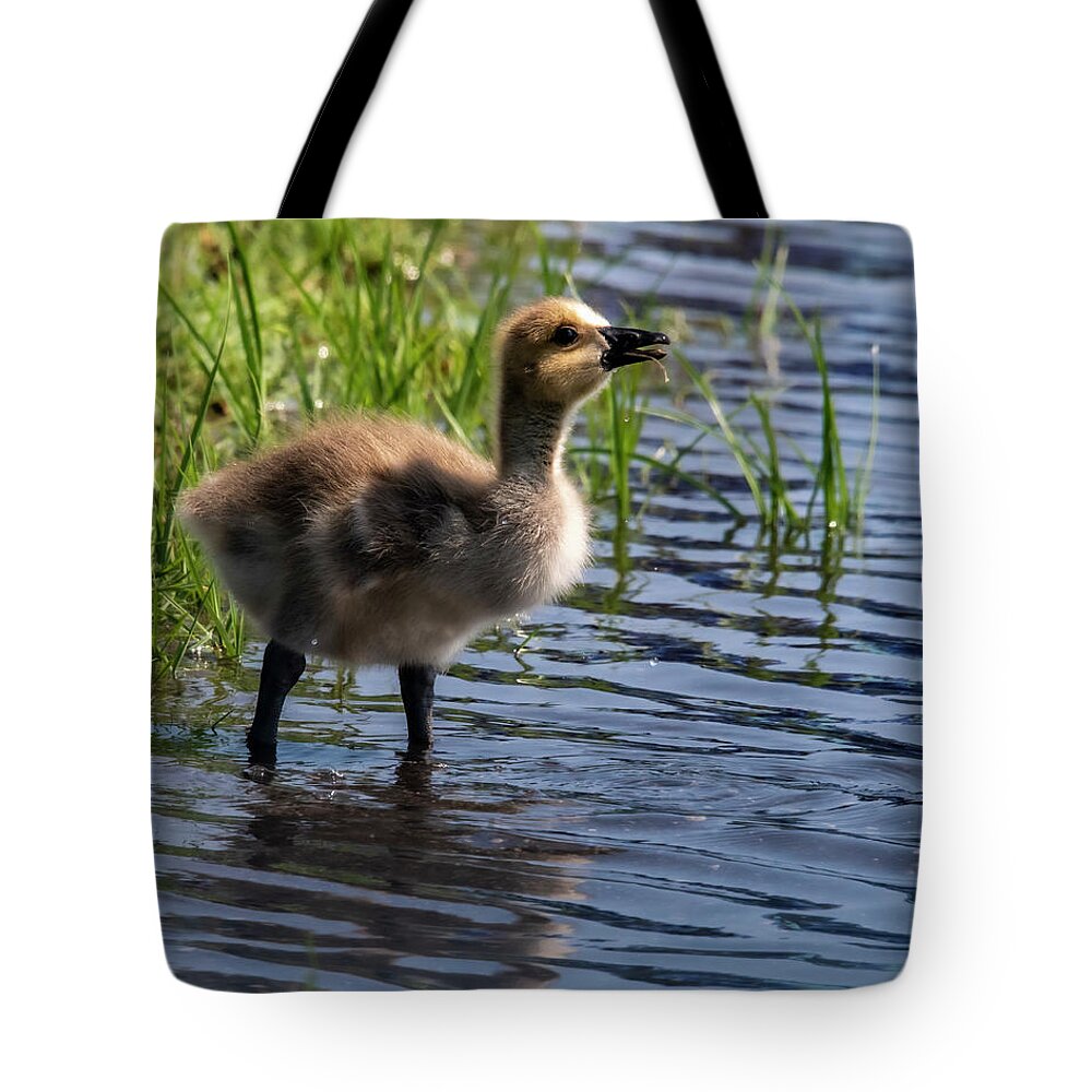 Wildlife Tote Bag featuring the photograph Looking Up by Cathy Kovarik