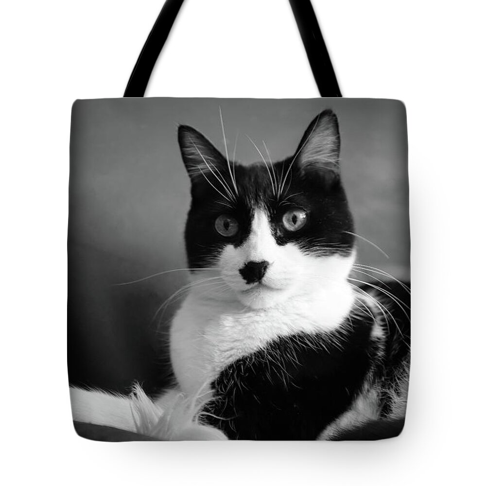 Cat Tote Bag featuring the photograph Lord of the Manor bw by Bonnie Follett