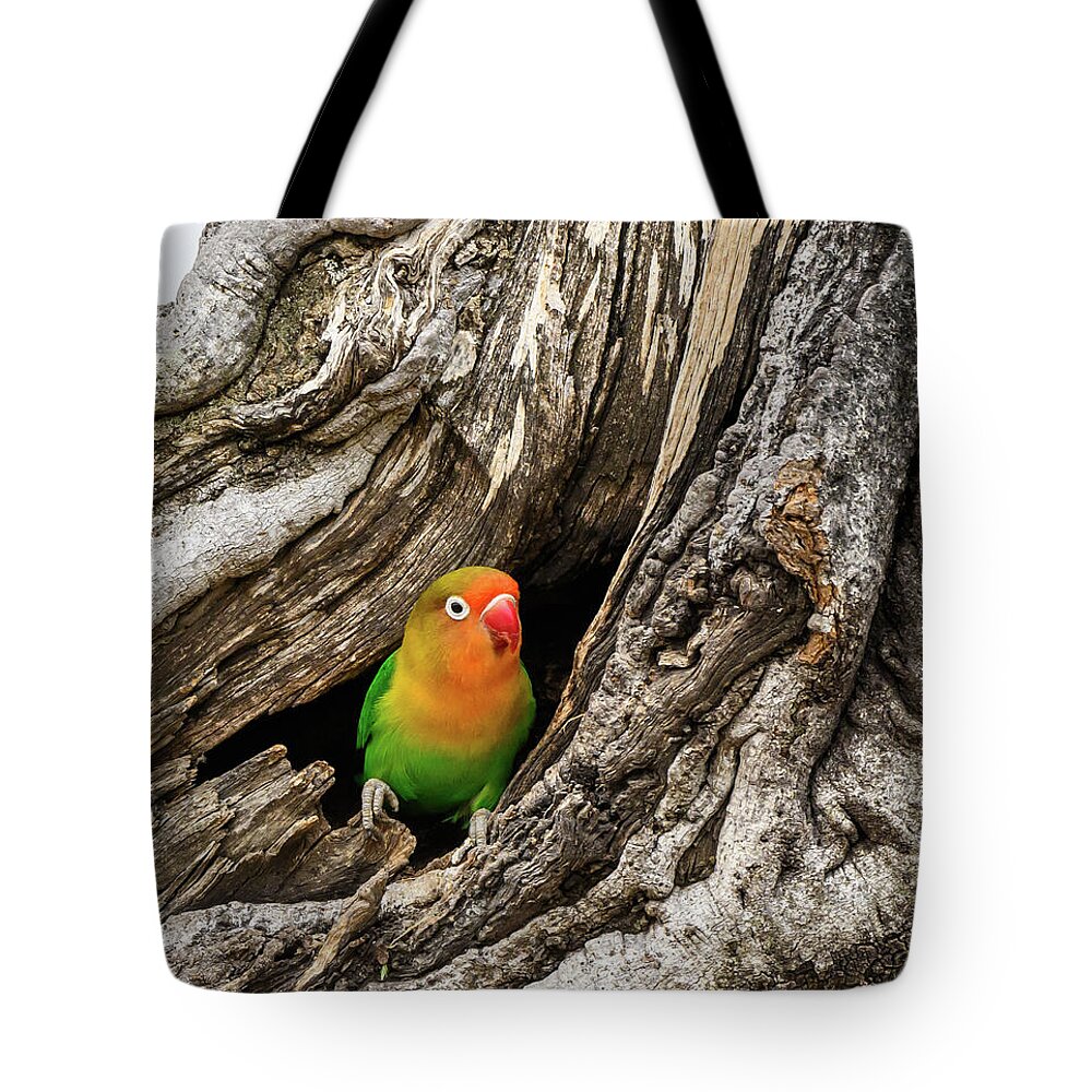 Love Tote Bag featuring the photograph Love Bird by David Hart