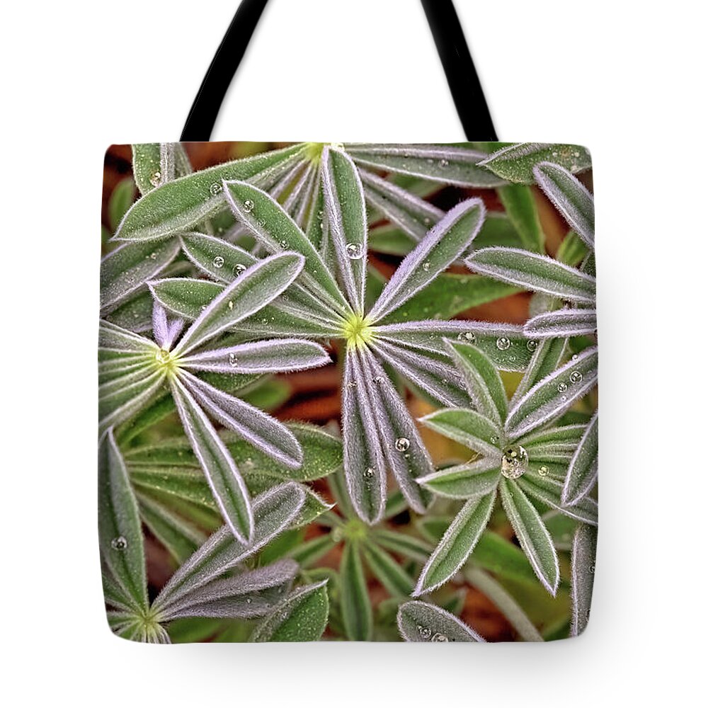 Lupine Tote Bag featuring the photograph Lupine Leaves by Bob Falcone