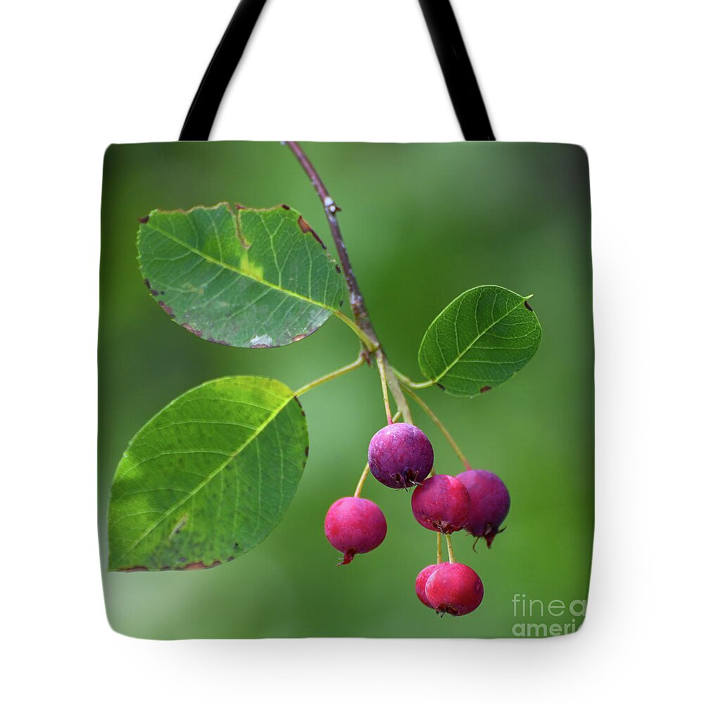 Serviceberry Tote Bag featuring the photograph Luscious Berries - Serviceberry by Kerri Farley