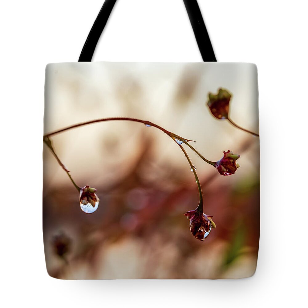 Plants Tote Bag featuring the photograph Macro Photography - After The Rain by Amelia Pearn
