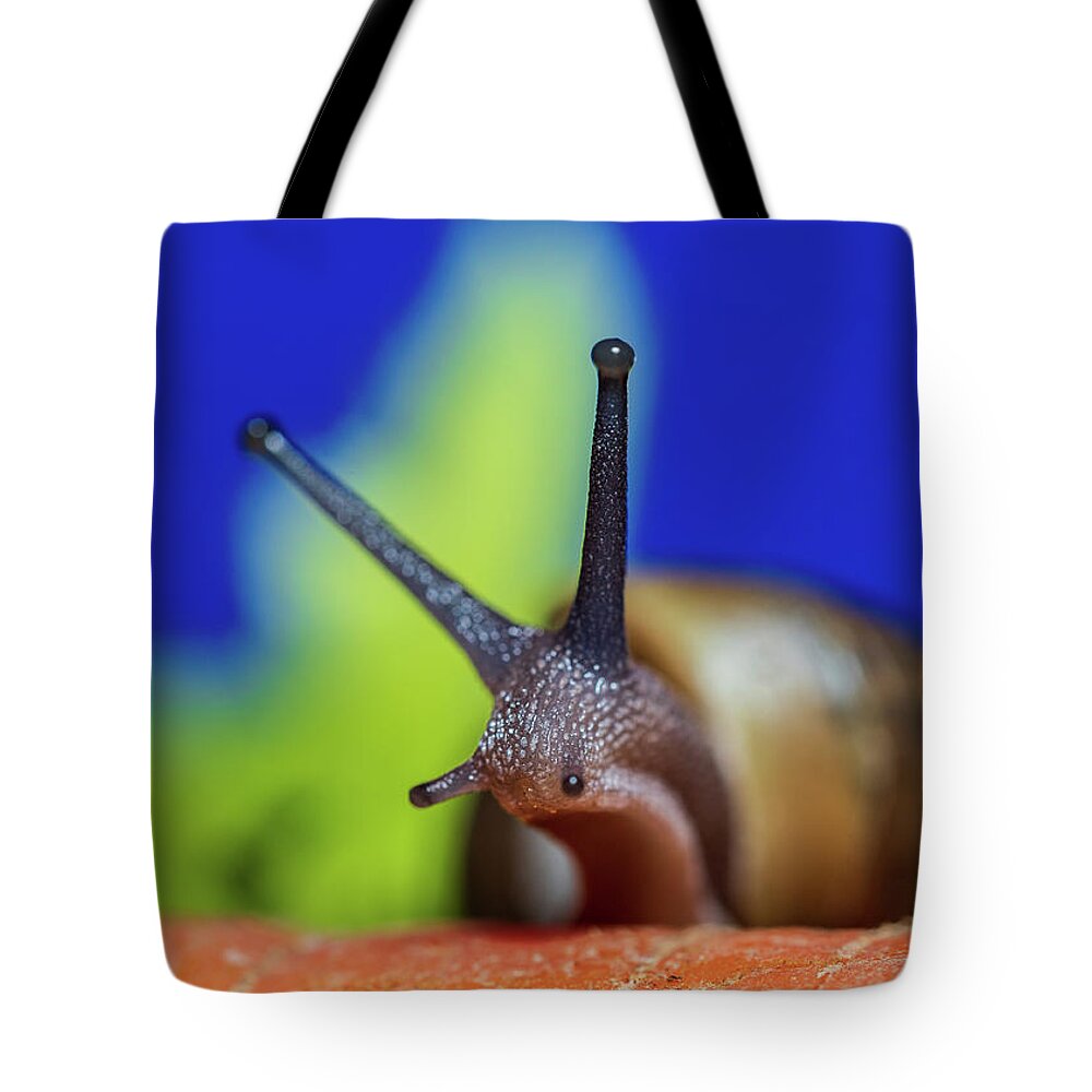 Animals Tote Bag featuring the photograph Macro Photography - Snail by Amelia Pearn