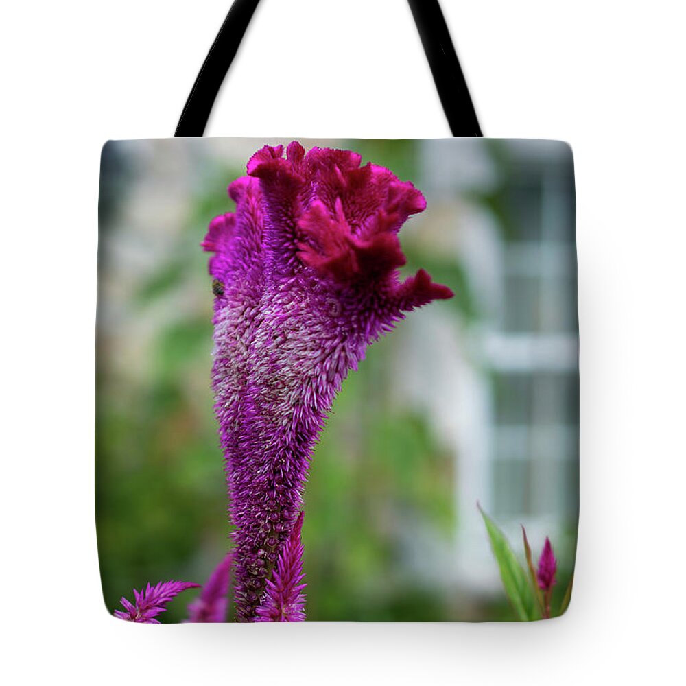 Celosia Tote Bag featuring the photograph Magenta Celosia Flowers by Lisa Blake