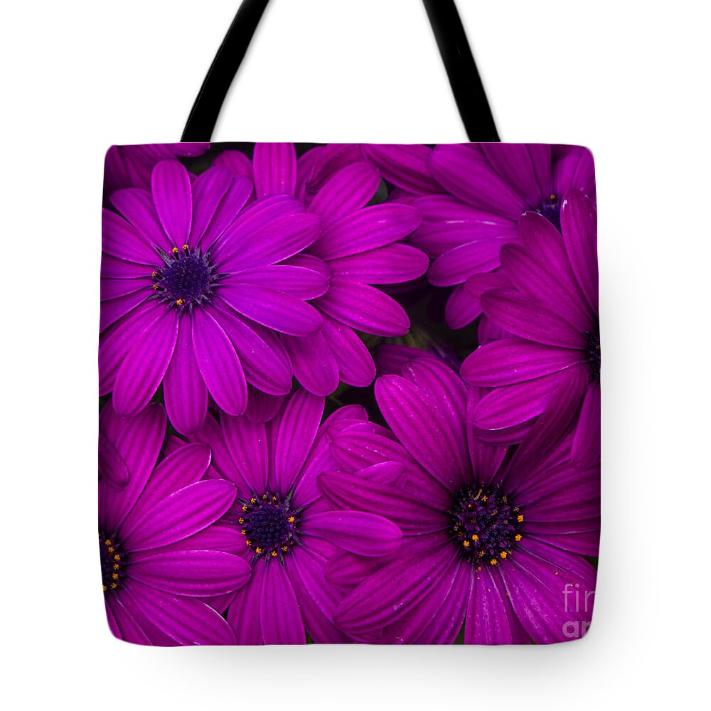 Chrysanthemums Tote Bag featuring the photograph Magenta Chrysanthemums by L Bosco